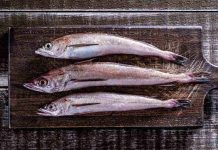 Merluza común: continúa sobreexplotada y cuota baja 15% para el 2026 Merluza común