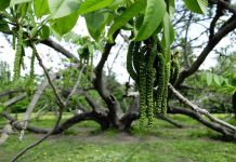 Investigadores japoneses descubren compuesto natural en nogal manchuriano que elimina malezas sin necesidad de herbicidas químicos