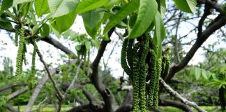 Investigadores japoneses descubren compuesto natural en nogal manchuriano que elimina malezas sin necesidad de herbicidas químicos