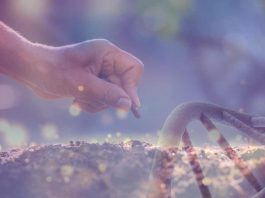 Colombia | Sector de semillas celebra avances en biotecnología, pero advierte sobre piratería y retrasos regulatorios