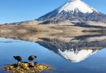 Gobierno acelera respuesta en Lago Chungará y logra retirar 7.400 litros  de aceite de soya a 10 días del derrame