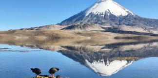 Gobierno acelera respuesta en Lago Chungará y logra retirar 7.400 litros  de aceite de soya a 10 días del derrame