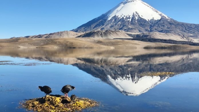 Gobierno acelera respuesta en Lago Chungará y logra retirar 7.400 litros  de aceite de soya a 10 días del derrame
