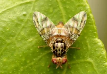 Ministerio de Agricultura anuncia inminente término de campaña de erradicación de mosca de la fruta en Malloa