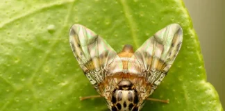 Ministerio de Agricultura anuncia inminente término de campaña de erradicación de mosca de la fruta en Malloa