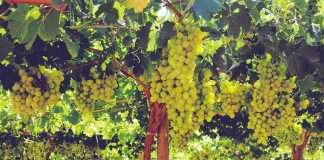 Australia | Las exportaciones australianas de uva de mesa vuelven a la normalidad gracias al impulso japonés