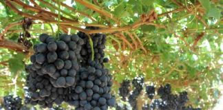 APECO llama a autoridades a reforzar controles ante creciente sustracción de fruta en Copiapó