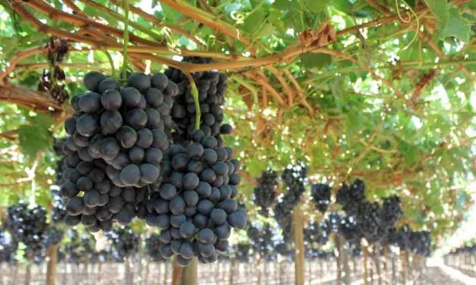 APECO llama a autoridades a reforzar controles ante creciente sustracción de fruta en Copiapó