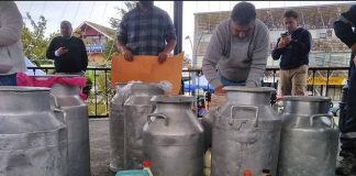 Agricultores de Chiloé acusan millonarias deudas por entrega de leche