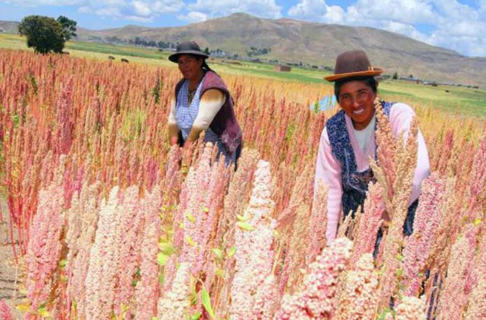 Agroexportaciones peruanas a Francia sin afectaciones pese a decreto sobre plaguicidas Agroexportaciones peruanas a Francia sin afectaciones pese a decreto sobre plaguicidas