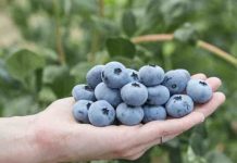 Alemania Fall Creek presentará la nueva variedad Sekoya Nova en Fruit Logistica 2026