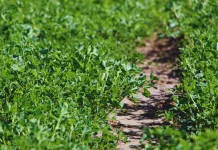 Alfalfa: nuevas variedades para distintos desafíos ganaderos Alfalfa nuevas variedades para distintos desafíos ganaderos