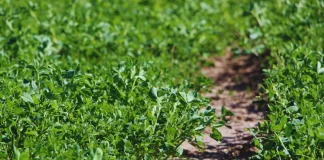 Alfalfa nuevas variedades para distintos desafíos ganaderos