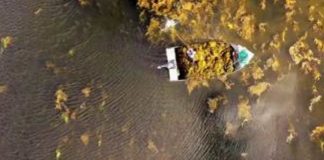 Alga marina es aliada de la agricultura frente a la sequía y la irregularidad de las lluvias