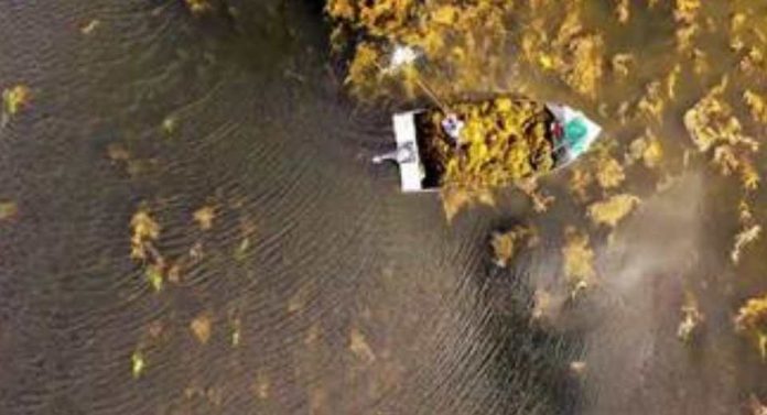 Alga marina es aliada de la agricultura frente a la sequía y la irregularidad de las lluvias