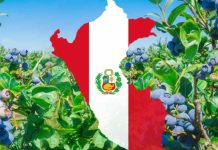 Arándano peruano mantiene el ritmo y consolida su avance