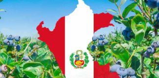 Arándano peruano mantiene el ritmo y consolida su avance