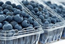 Arándanos de Ñuble: temporada 2025/26 muestra precios atractivos pero advierte volatilidad del mercado Arándanos de Ñuble temporada 202526 muestra precios atractivos pero advierte volatilidad del mercado