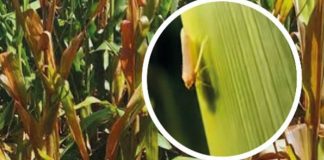 Argentina Chicharrita. Si bien es baja la prevalencia, detectaron presencia de la plaga en lotes del norte cordobés