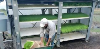 Argentina | Hidroponia forrajera en Chaco: una «fábrica de pasto» todo el año sin depender del clima