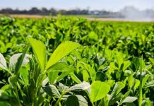 Argentina - INTA y Palo Verde lanzan tres nuevos cultivares de alfalfa