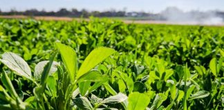 Argentina - INTA y Palo Verde lanzan tres nuevos cultivares de alfalfa