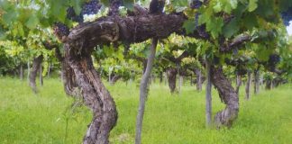 Argentina Impulsan la revalorización de las uvas criollas con potencial enológico