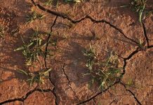 Argentina - La Universidad de Córdoba y la FAO, lanzan una plataforma que permite anticipar el impacto de la sequía en los cultivos