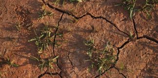 Argentina - La Universidad de Córdoba y la FAO, lanzan una plataforma que permite anticipar el impacto de la sequía en los cultivos