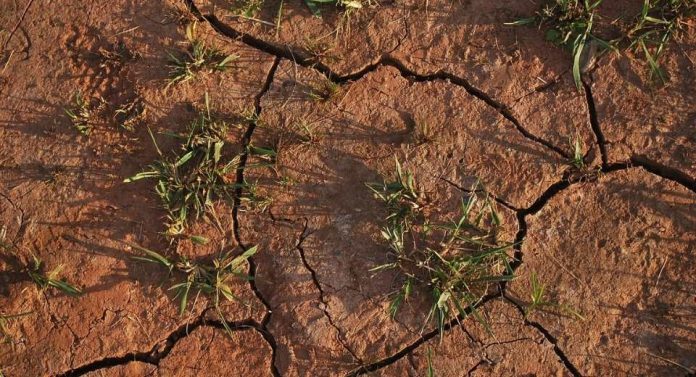 Argentina - La Universidad de Córdoba y la FAO, lanzan una plataforma que permite anticipar el impacto de la sequía en los cultivos