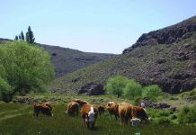 Argentina | Mejorar la fertilidad y productividad de los suelos con carbono