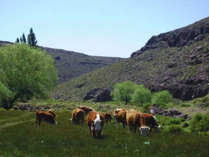 Argentina | Mejorar la fertilidad y productividad de los suelos con carbono