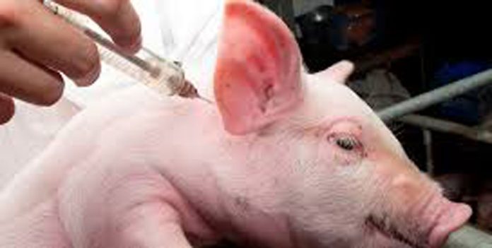 Brote internacional de peste porcina africana reactiva alertas sanitarias y comerciales para Chile