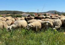 Bruselas modifica la clasificación de la lengua azul para reforzar su prevención y control Bruselas modifica la clasificación de la lengua azul para reforzar su prevención y control