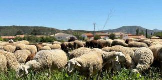 Bruselas modifica la clasificación de la lengua azul para reforzar su prevención y control