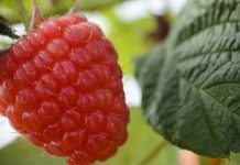 California | El auge de los frutos rojos: la nueva genética y el dimensionamiento estratégico impulsan el crecimiento de la categoría en 2026 California El auge de los frutos rojos la nueva genética y el dimensionamiento estratégico impulsan el crecimiento de la categoría en 2026