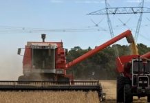 Maíz, trigo y girasol impulsan la campaña 2025/26 a la mayor cosecha de granos de la historia