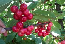 Cerezas chilenas: una temporada compleja en producción y comercialización Cerezas chilenas: una temporada compleja en producción y comercialización