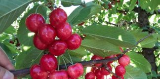 Cerezas chilenas: una temporada compleja en producción y comercialización