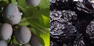 Certificación del estándar de sustentabilidad para Agroindustrial de Ciruelas Deshidratadas entra a sus etapas finales