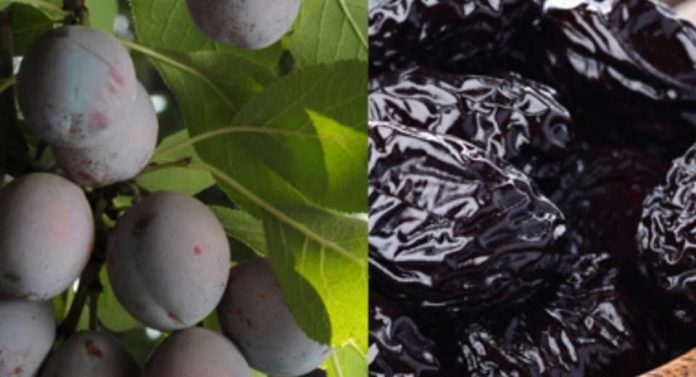 Certificación del estándar de sustentabilidad para Agroindustrial de Ciruelas Deshidratadas entra a sus etapas finales