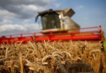 Chicago Compras generalizadas impulsan los futuros de cereales en EEUU desde mínimos de varias semanas