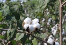 China mapea los secretos evolutivos del algodón para generar mejores cultivos