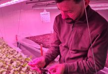 Científico chileno experimenta con energía nuclear para mejorar especies hortícolas