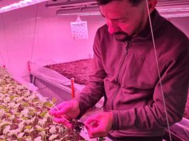 Científico chileno experimenta con energía nuclear para mejorar especies hortícolas Científico chileno experimenta con energía nuclear para mejorar especies hortícolas