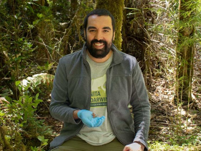 Científico chileno lidera estudio internacional que dilucida cómo una enfermedad está extinguiendo a la ranita de Darwin.