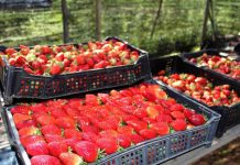 Científicos INIA avanzan en el desarrollo de un sistema de preservación biológico para la calidad de la frutilla  