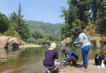 Científicos rescatan microorganismos nativos antes de la inundación del Embalse Zapallar en Ñuble