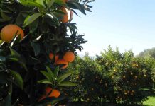 Cítricos y cambio climático: Viña del Mar será sede de seminario sobre Manejo Integrado de Plagas liderado por mujeres investigadoras