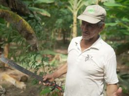 Cómo un proyecto en Perú apoya el cacao sostenible y sirve a los intereses suizos